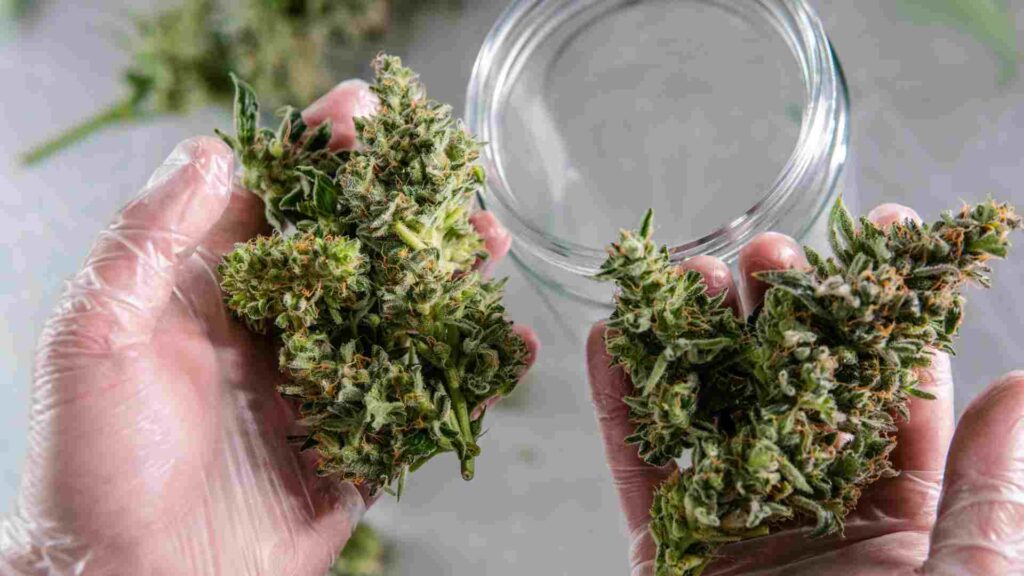 understanding-hybrid-weed-strains-what-are-they-and-how-are-they-made